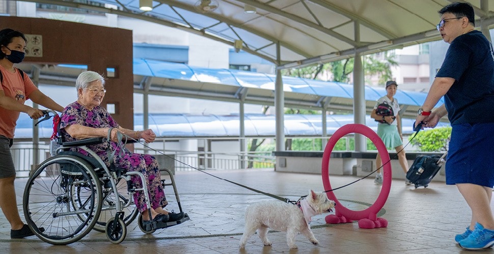 陳月珠(97岁)和治疗犬主人林小凤引导西高地白㹴犬托比完成障碍训练